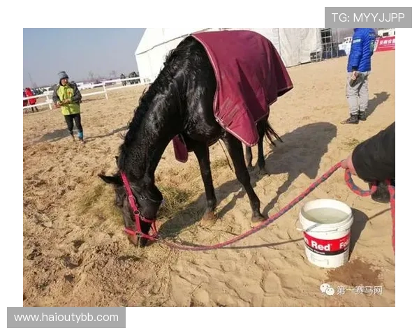 砀山梨园马术耐力赛今日震撼开赛直播